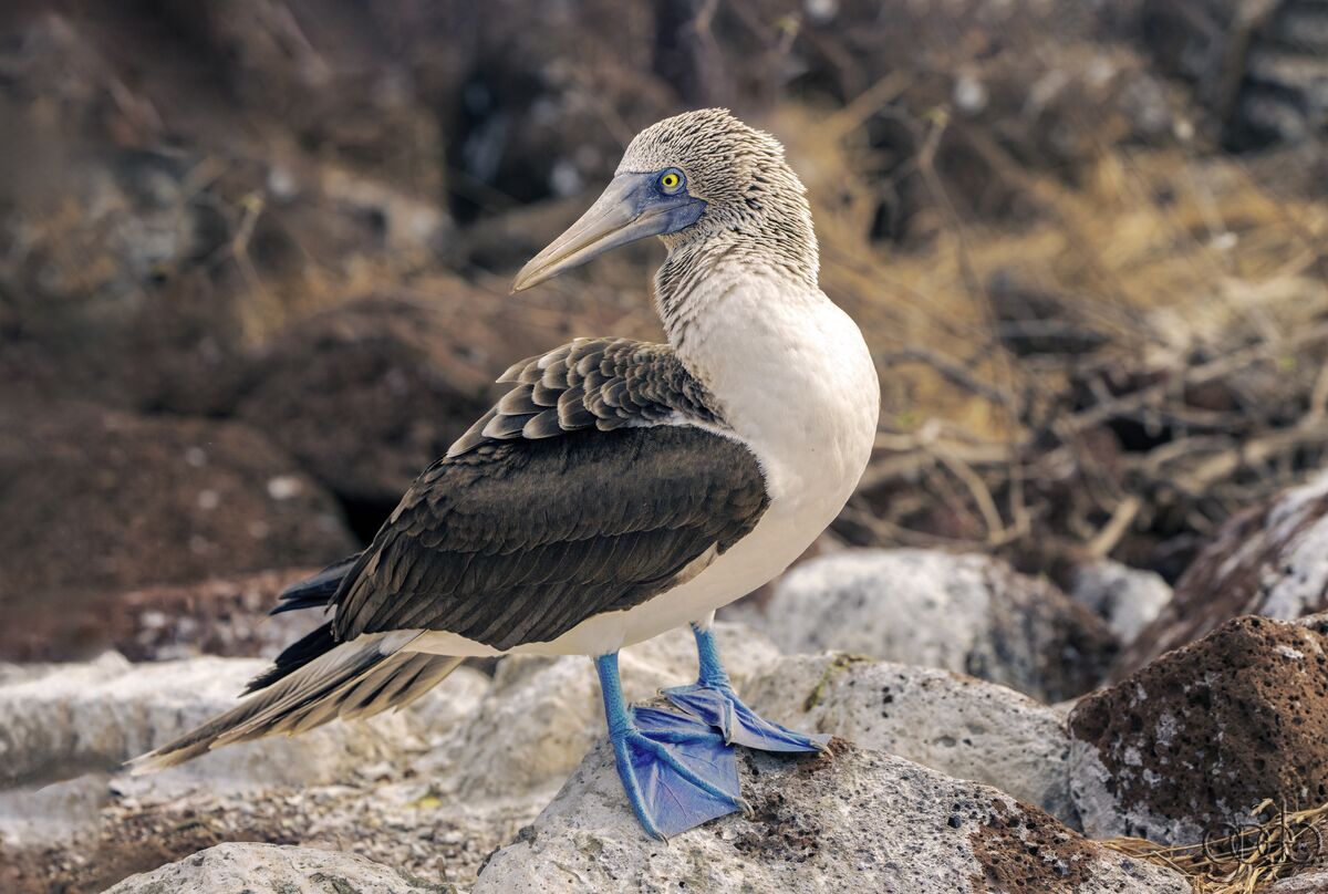 Blue Footed Booby...