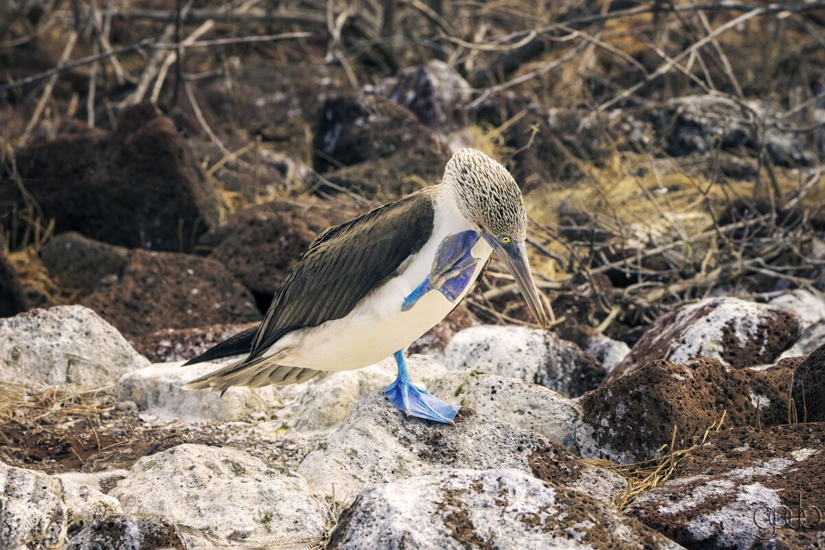 Blue Footed Booby...