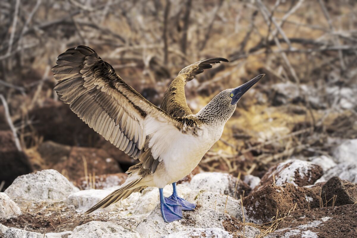 BLue Footed Booby...