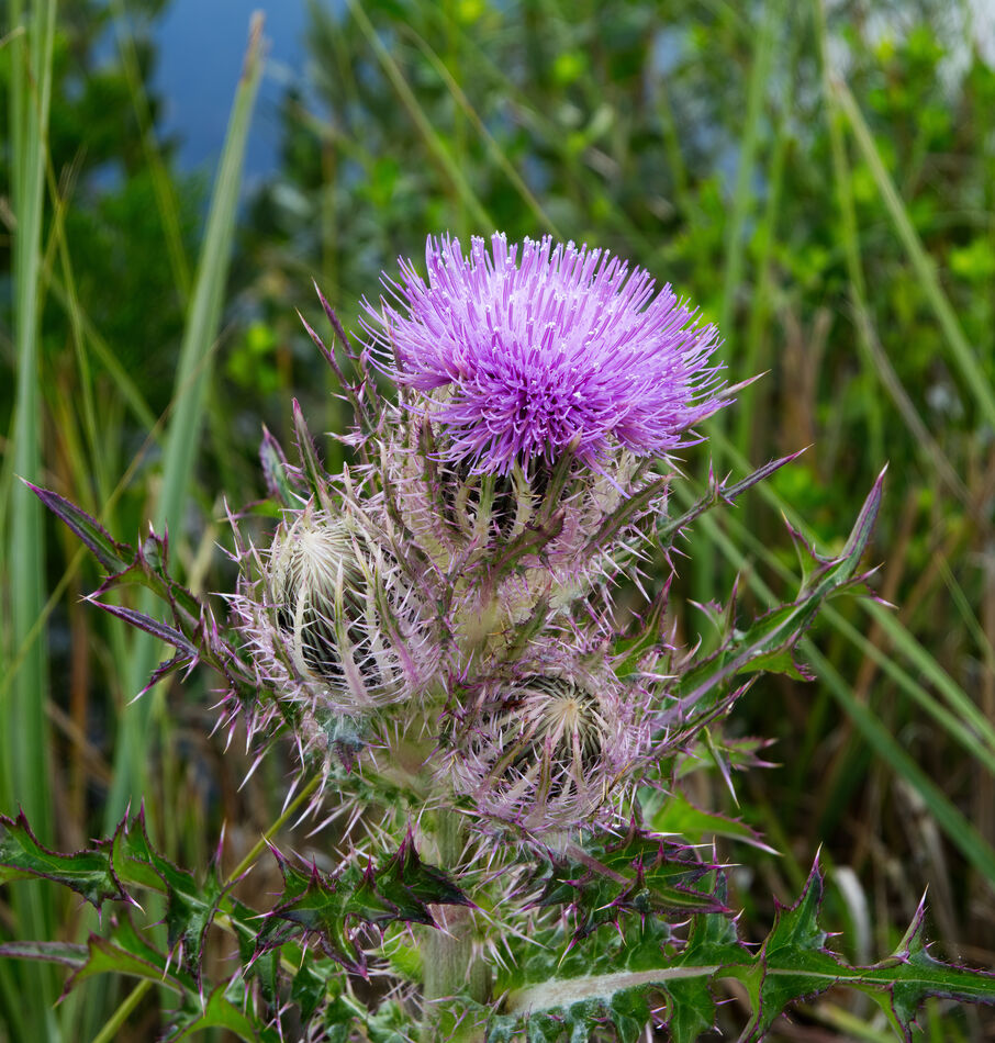 Thistles are a common sight along the first part o...