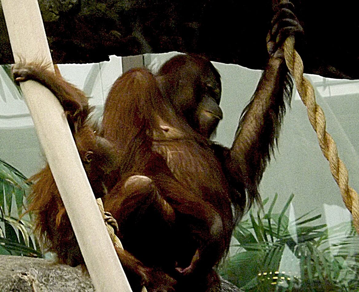 orangutan...