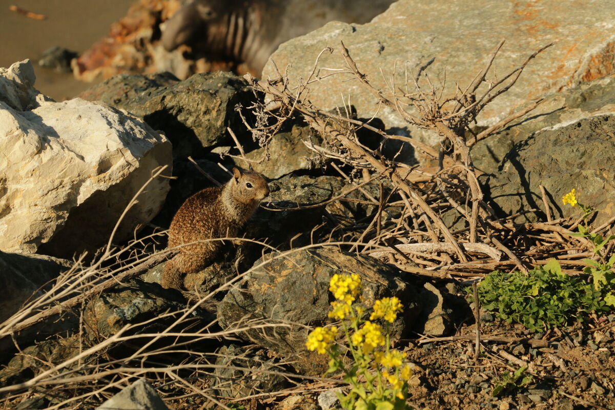 Beach ground squirrel and Elephant Seal in the bac...