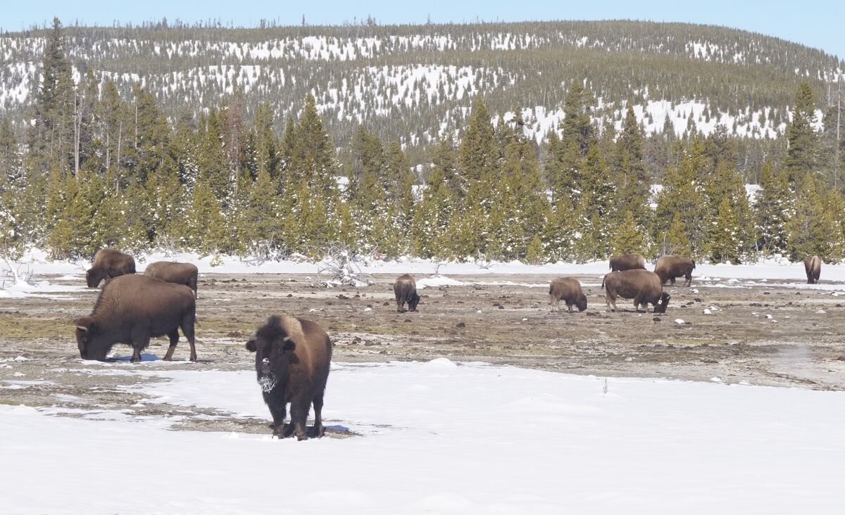 And bison browse!...