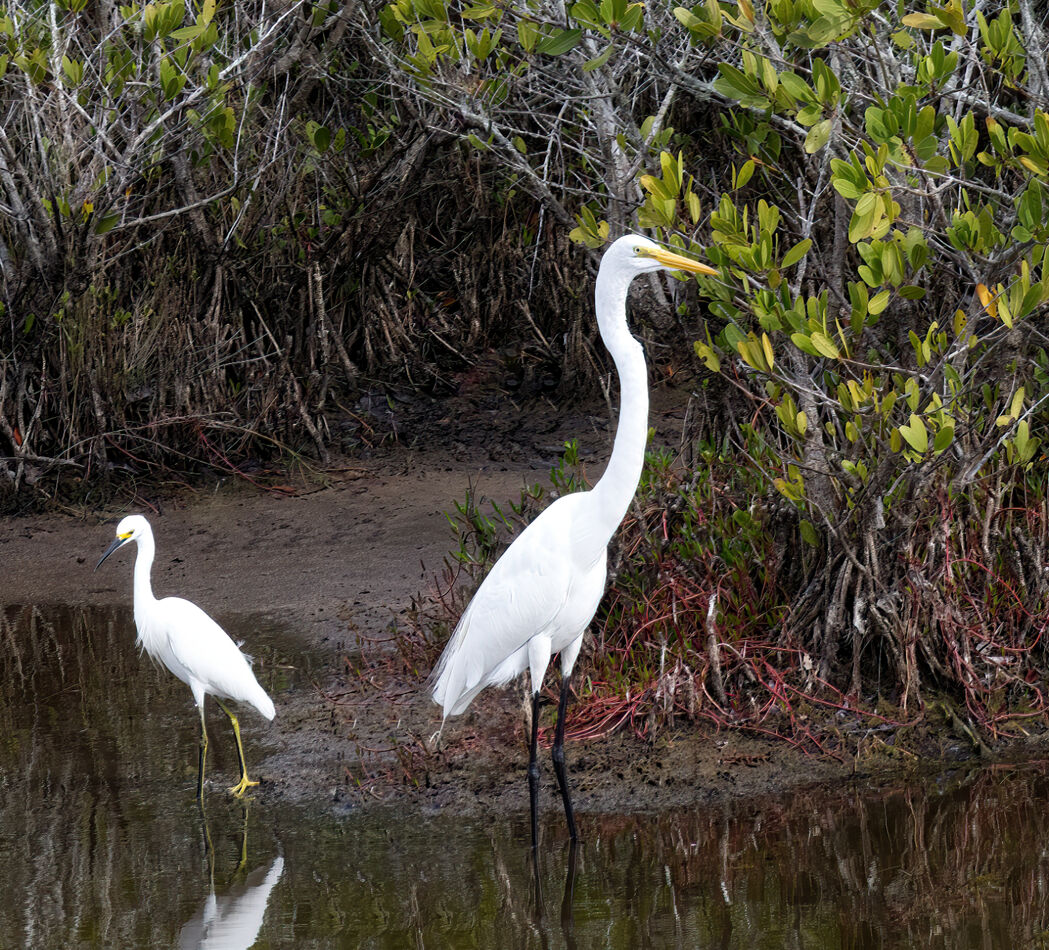 Snowy Egret and Great Egret.  You go your way and ...