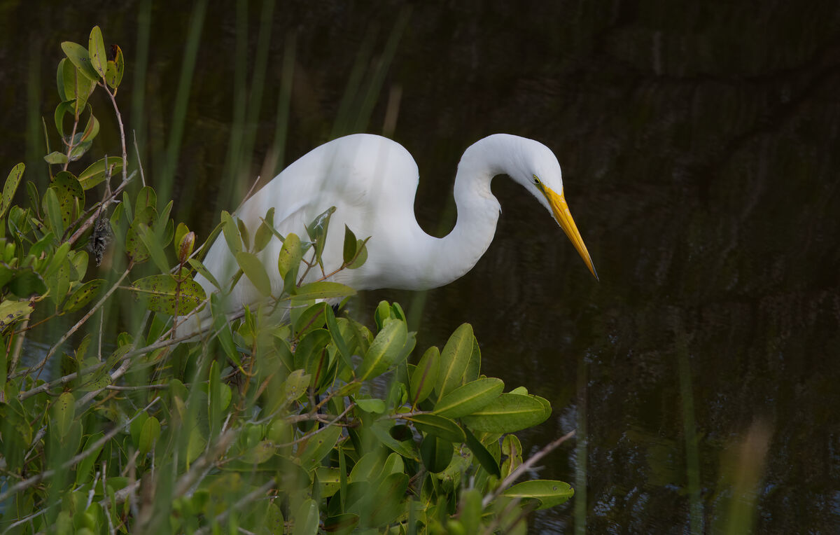 Serene Great White Egret looking for a bit of brea...