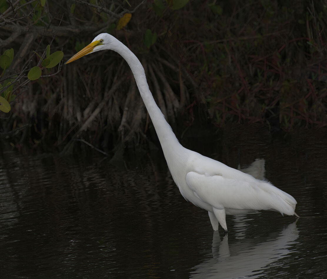 Great White Egret wishing we would stay a little l...