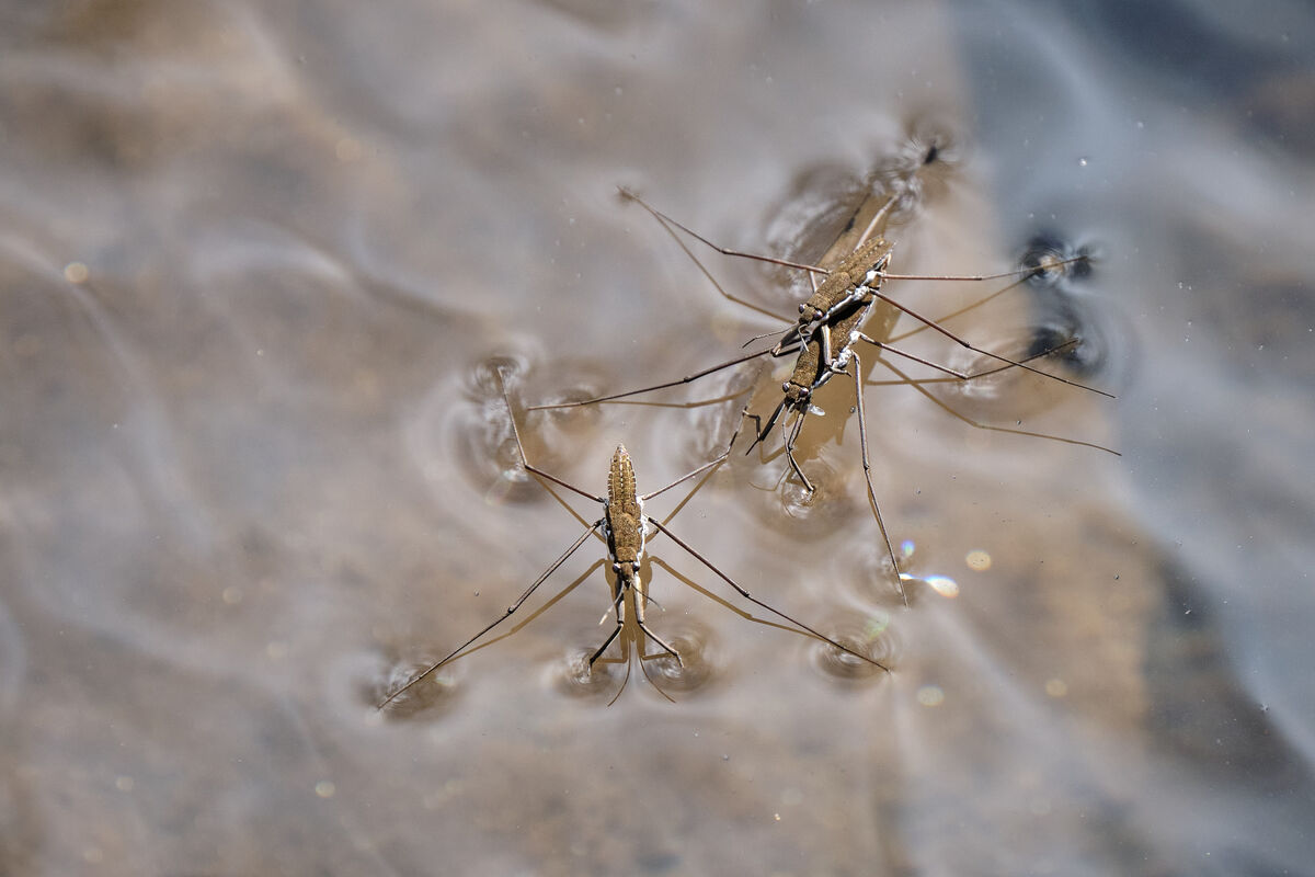 Water Striders - these guys walk on water and move...