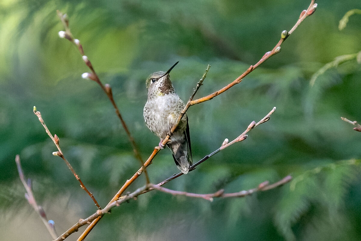 Anna's Hummingbird-Female...