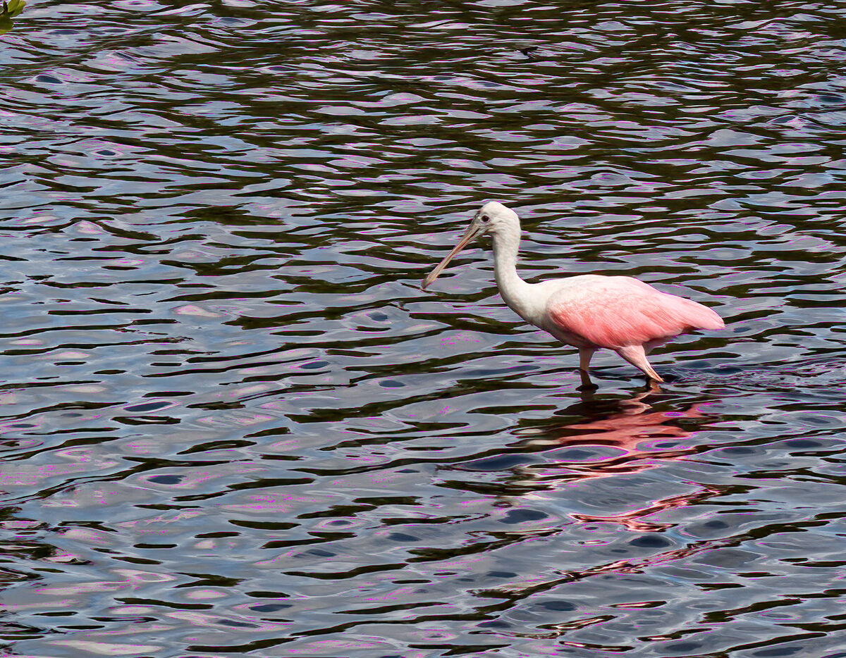Roseate Spoonbill.  I think this is a young one....