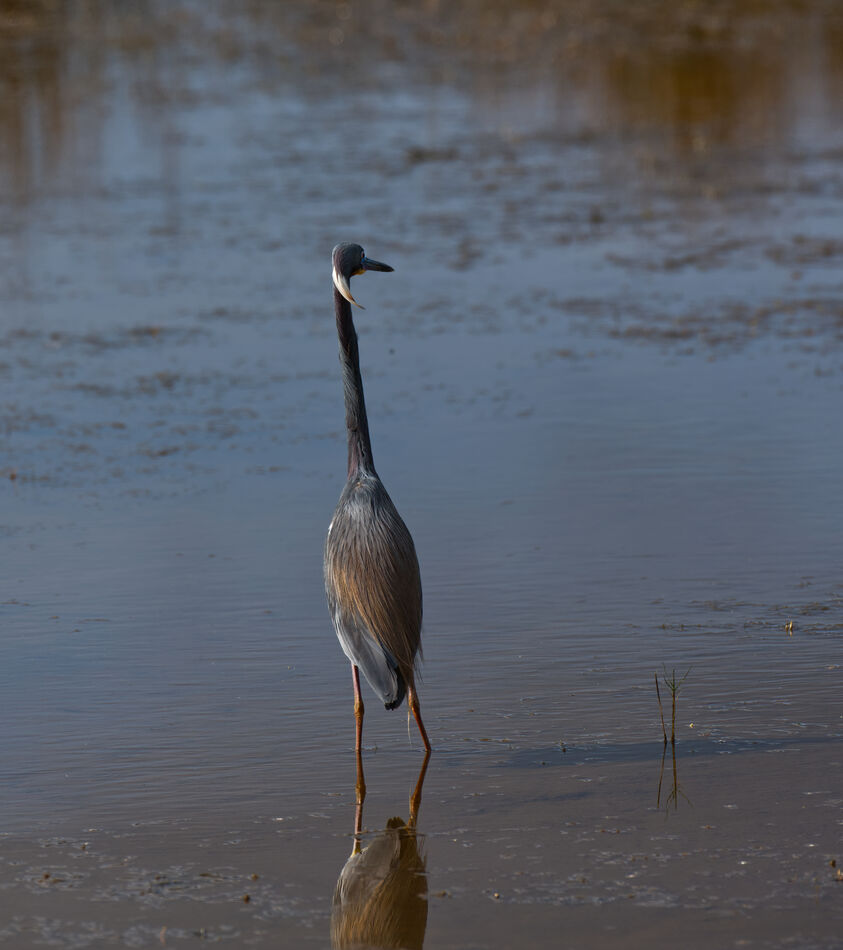 Tri-Color Heron standing tall....