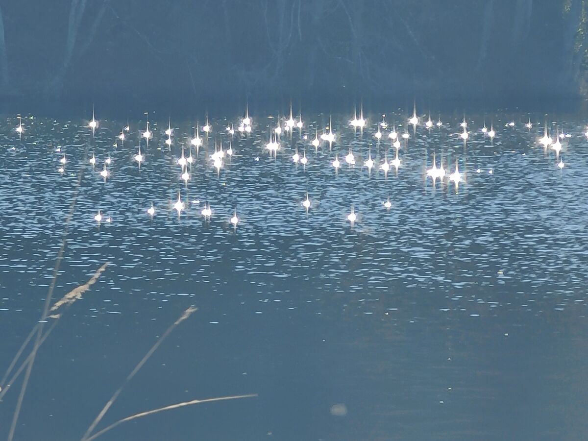 Sunlight sparkles on the lake....