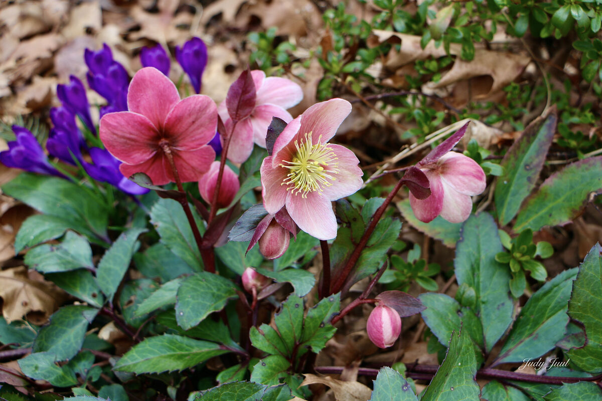Up date on my Hellebore-Spring is on the way!...