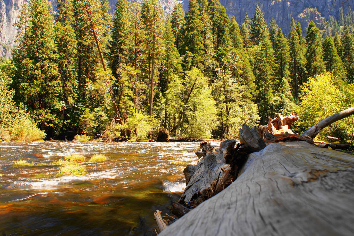Downstream shot on the Merced River in the Yosemit...