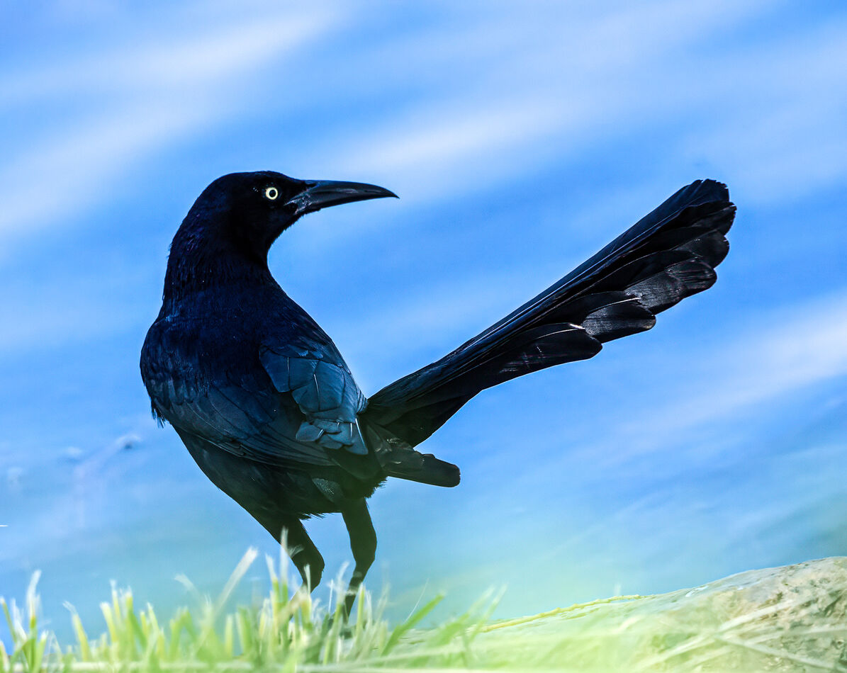Great-tailed Grackle...