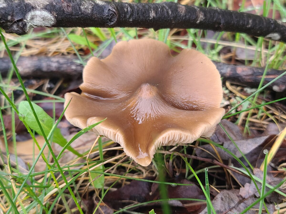 A floppy sombrero type of mushroom....