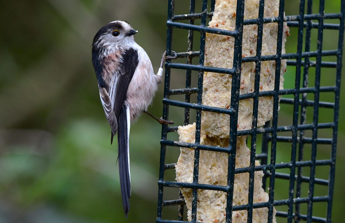 Long Tailed Tit...