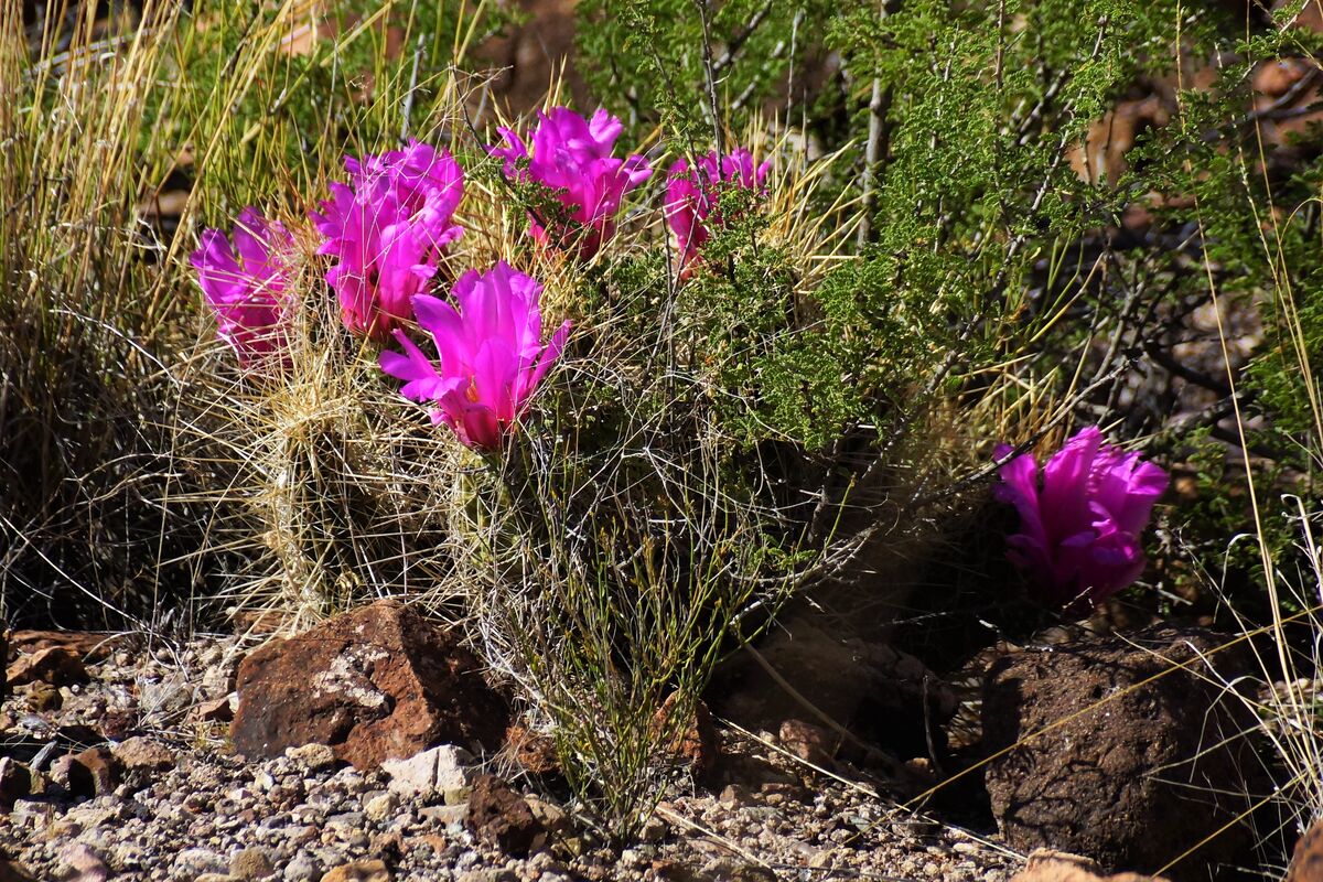 We saw cactus flowers everywhere.  These barrel ca...