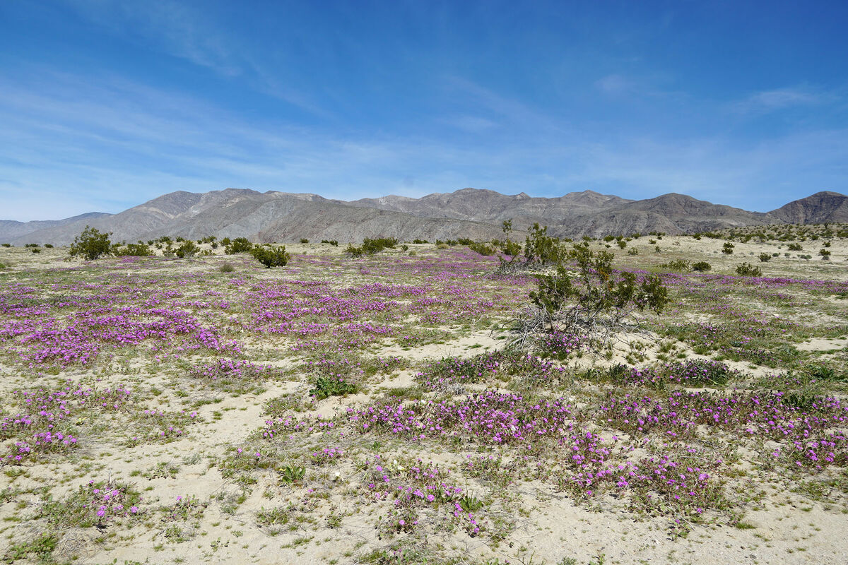 The desert bloom near Borrego Springs, California ...