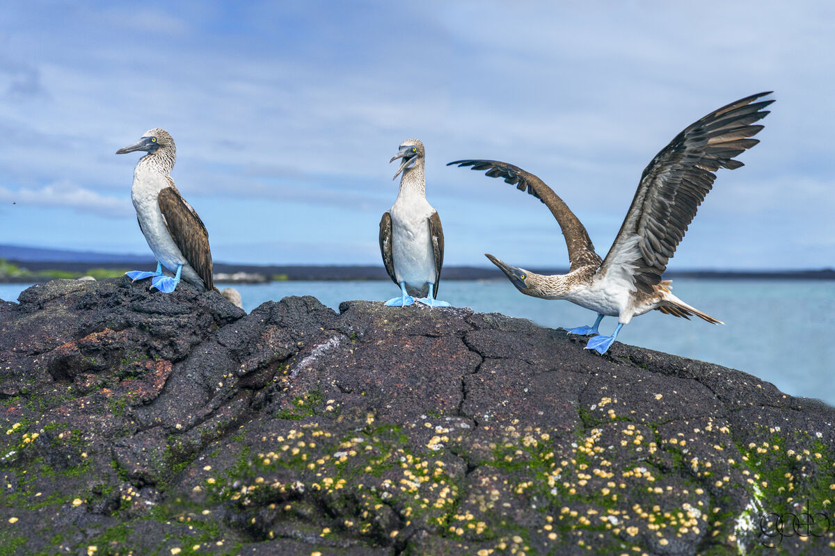 Blue Footed Boobys on Lava Reef...