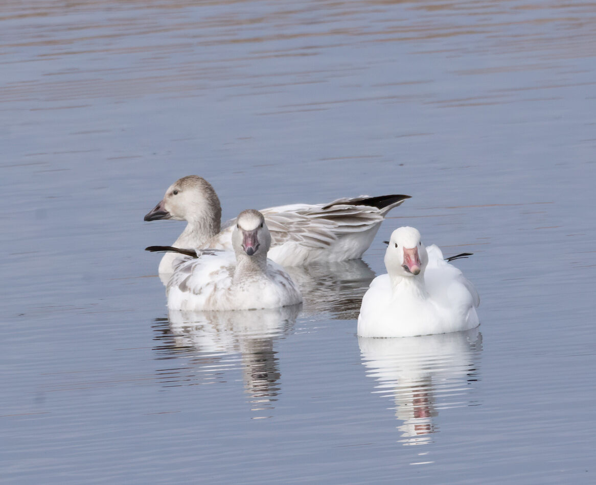 T wo juvenal and one adult Snow Geese...