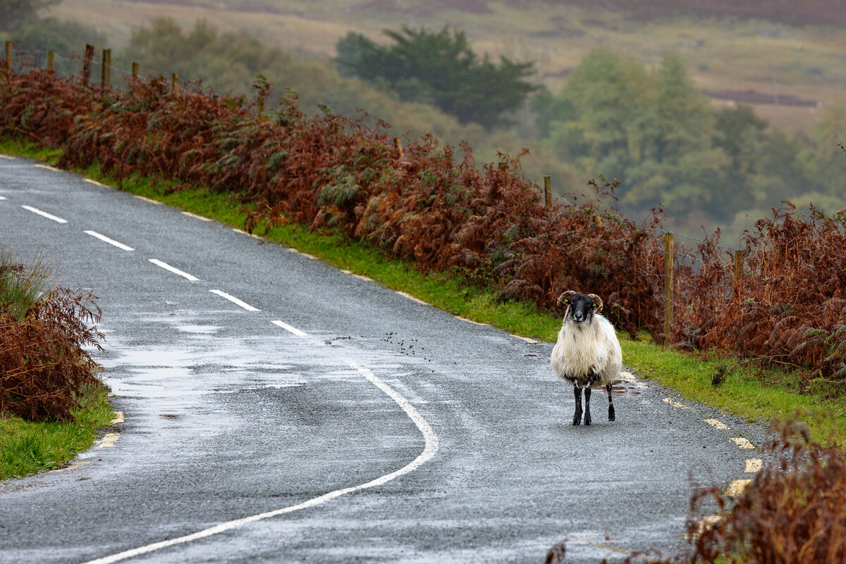 The road along Loch Na Fooey, IR...