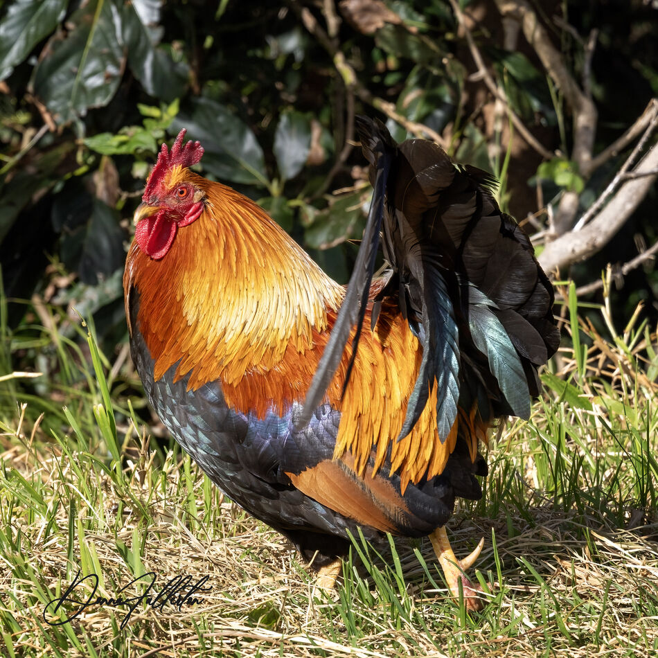 The FreeBird or red feral rooster...