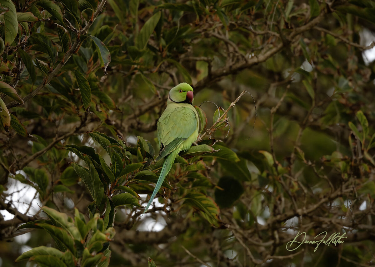 Rose-ringed parakeet are an invasive and beautiful...