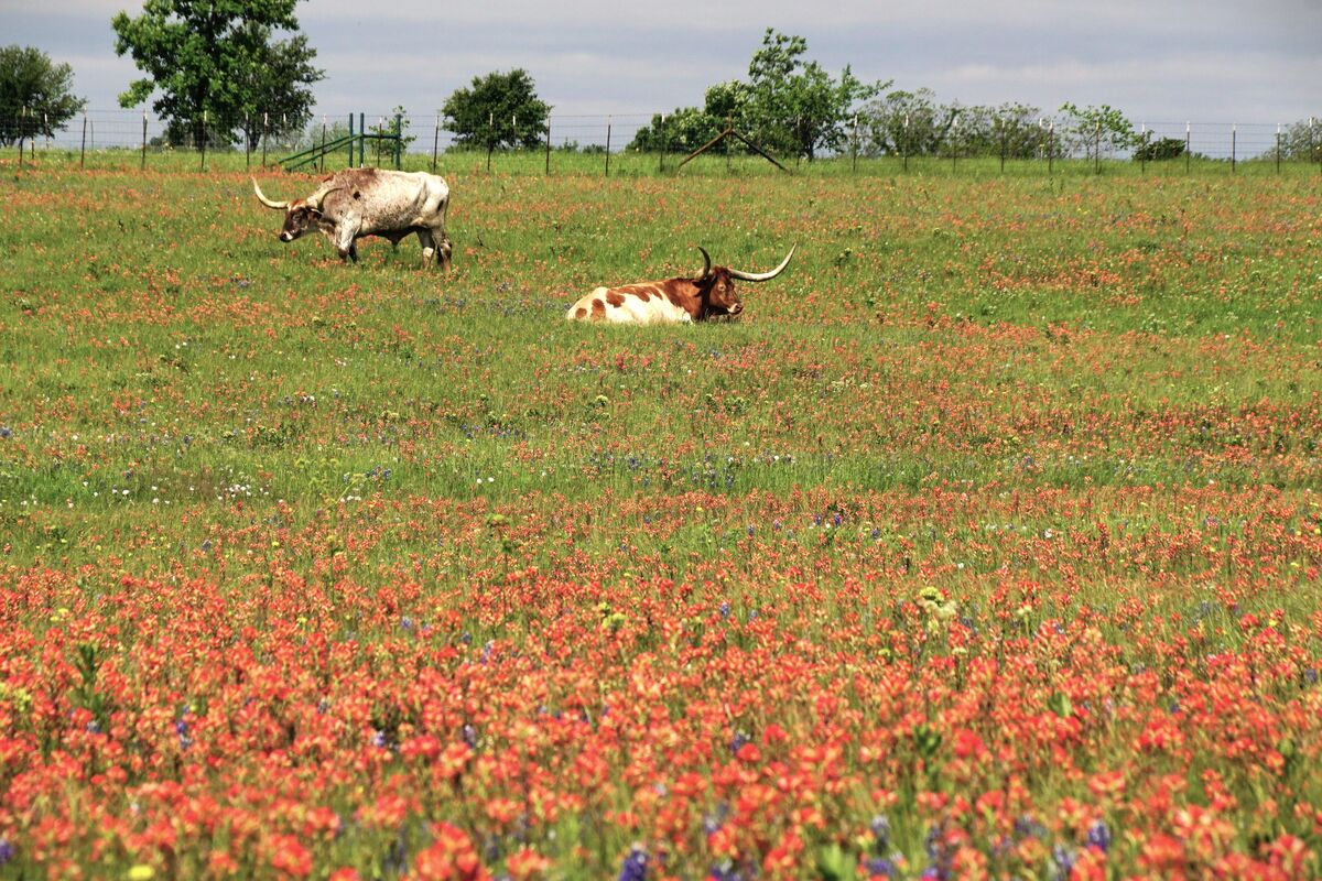 Long horns in a field of Indian Paintbrush on the ...