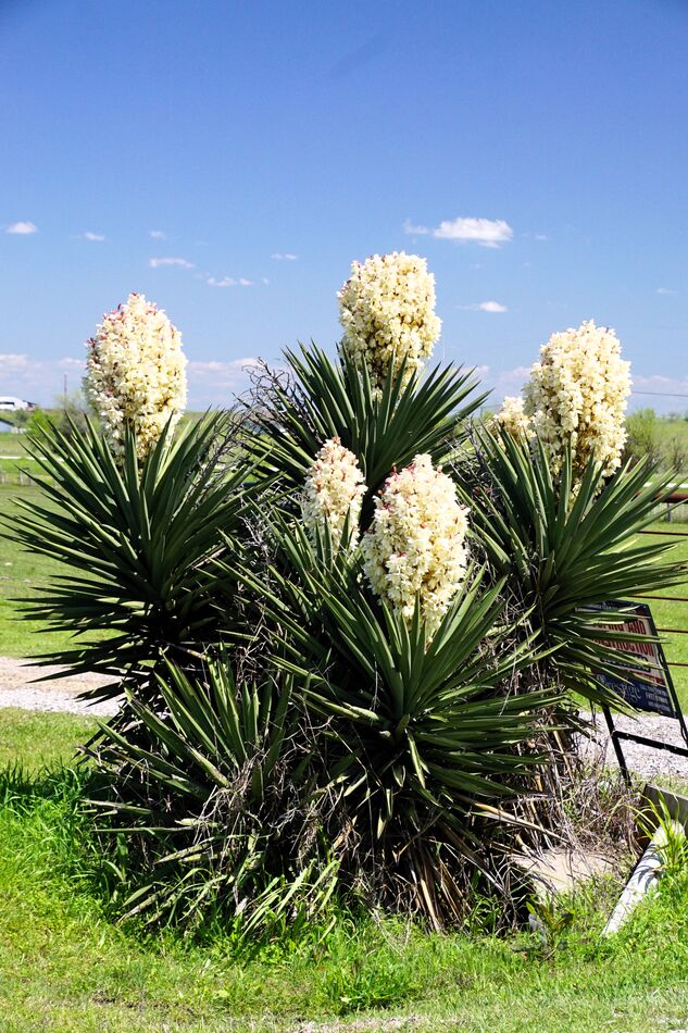 I found this beautiful Yucca this afternoon on one...