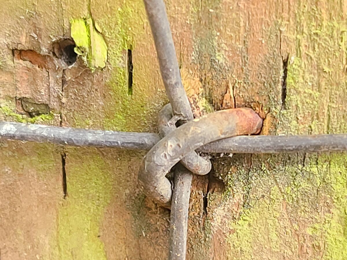 Staple for a fence....