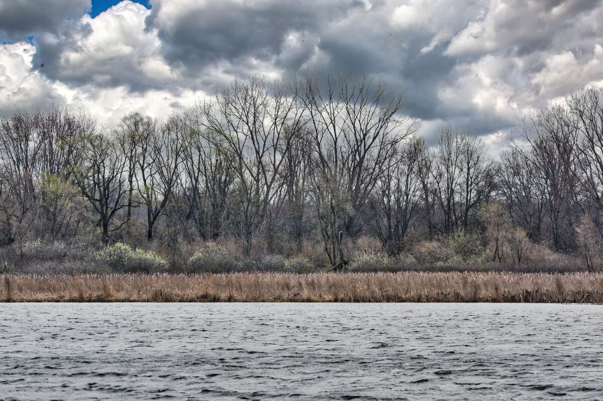 Kingsbury Wildlife Area Scenes Peaceful And Beautiful With These Mute   T1 567100 Joe 7684 