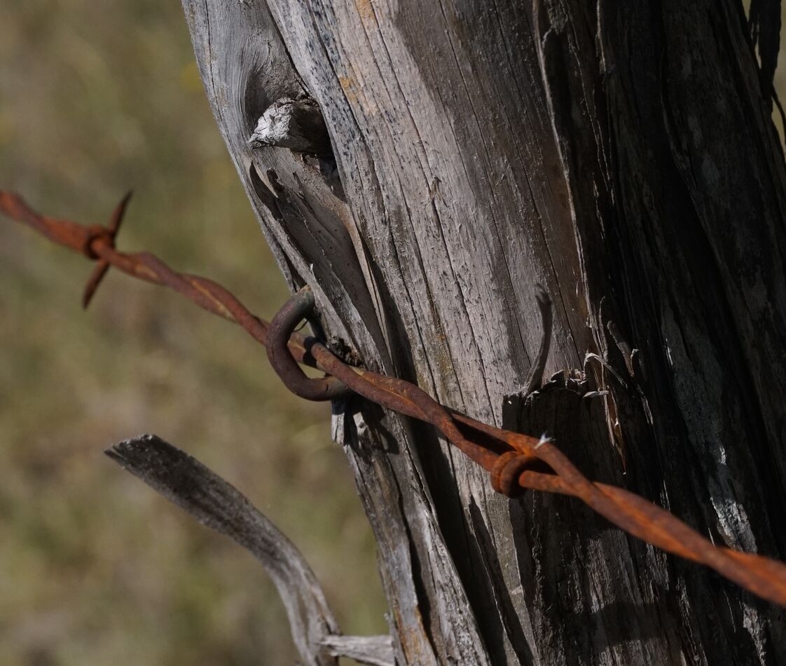 Staple holding barbed wire to wooden post!!...