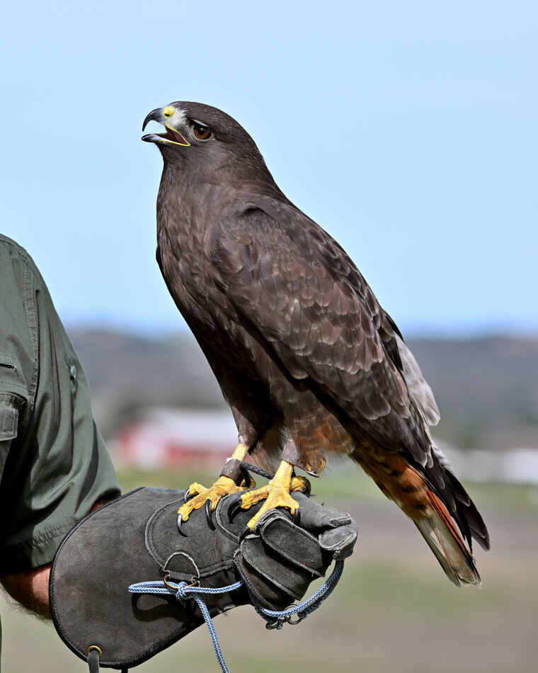 Red-tailed Hawk Dark Morph...