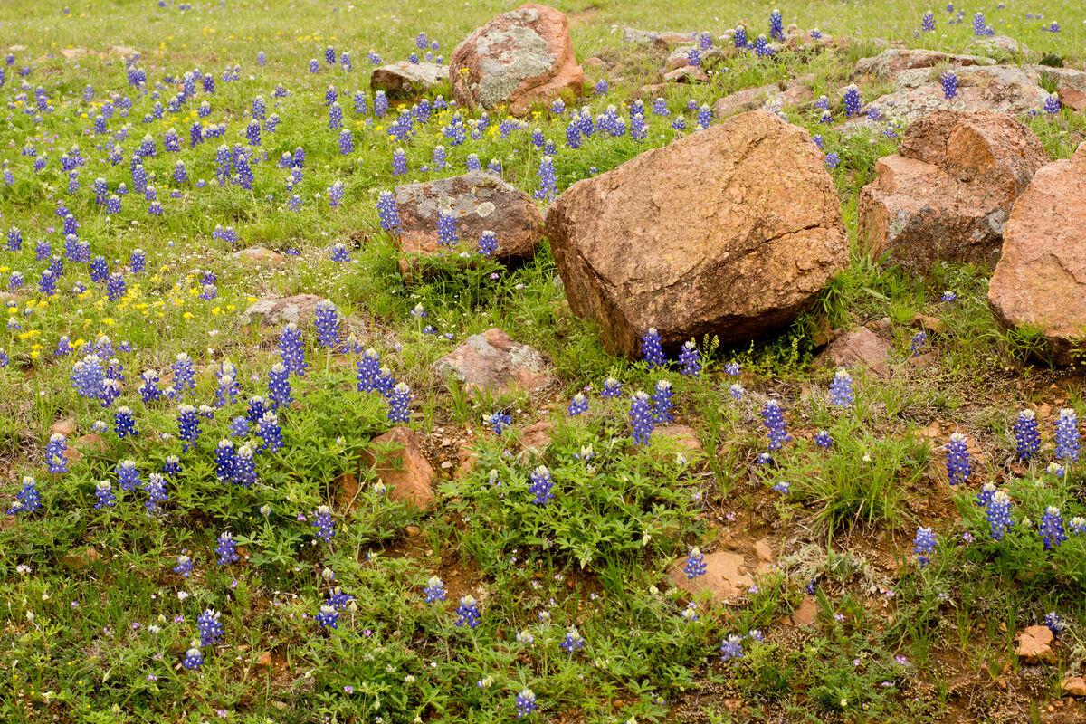 You know it's spring time when the blue bonnets, o...