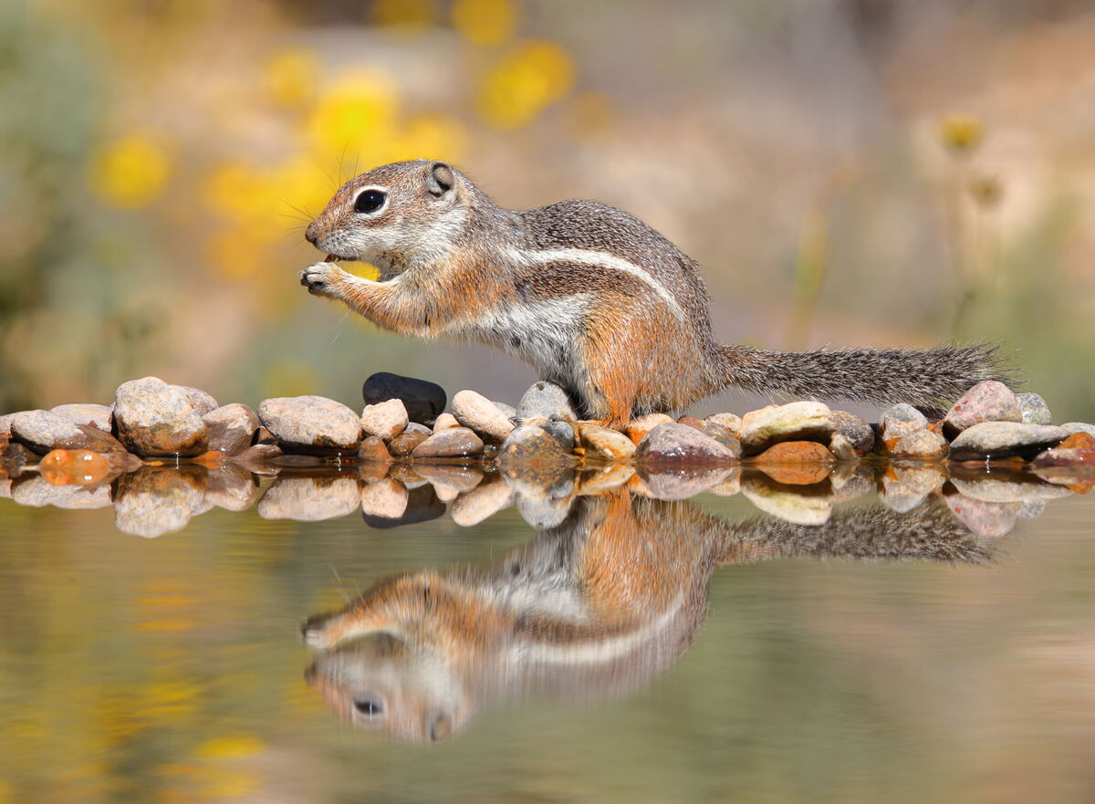 Harris's antelope ground squirrel...