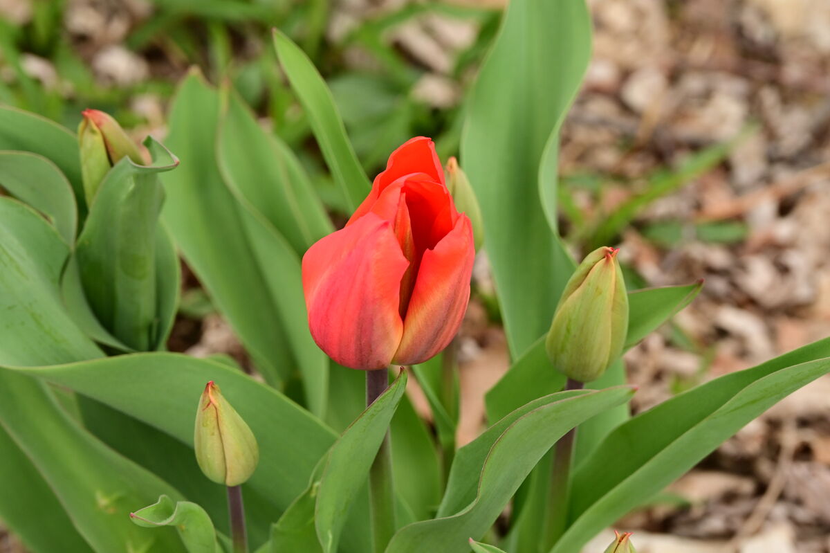 New tulips...