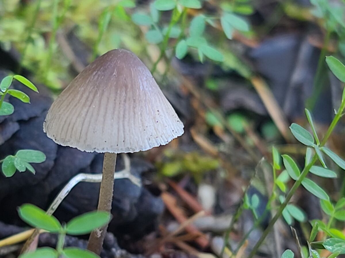 This mushroom is a cone shape....