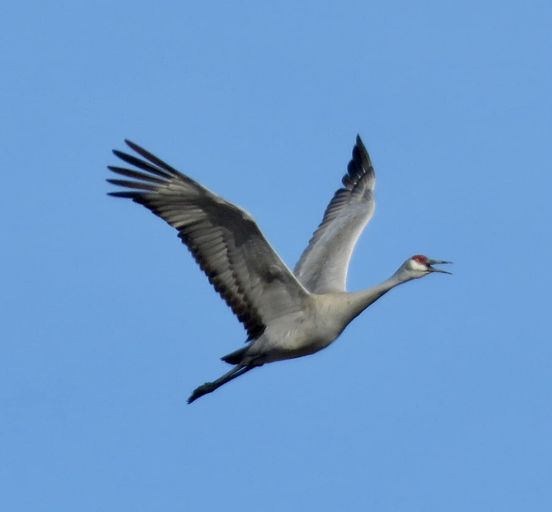 Sandhill Crane Announcing its Return: First sighting of the season in ...