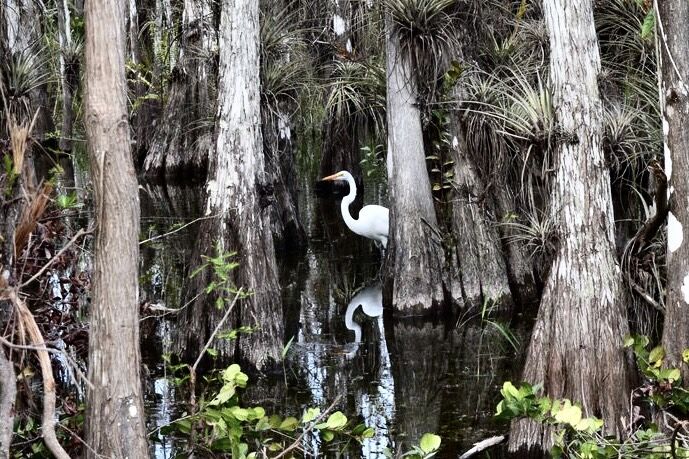 Photo - Doug452 "Swampscape with Bird"...