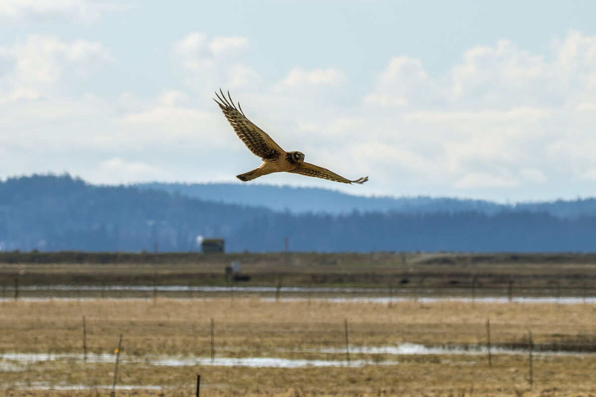 3. Hunting Northern Harrier...