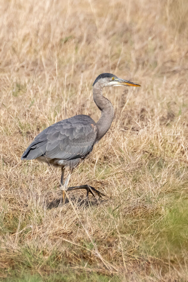 8. Seemingly nervous small/young GBH even though i...