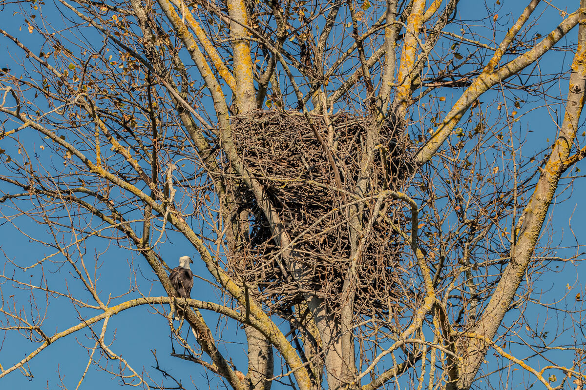 Massive nest just a mile from where I was shooting...