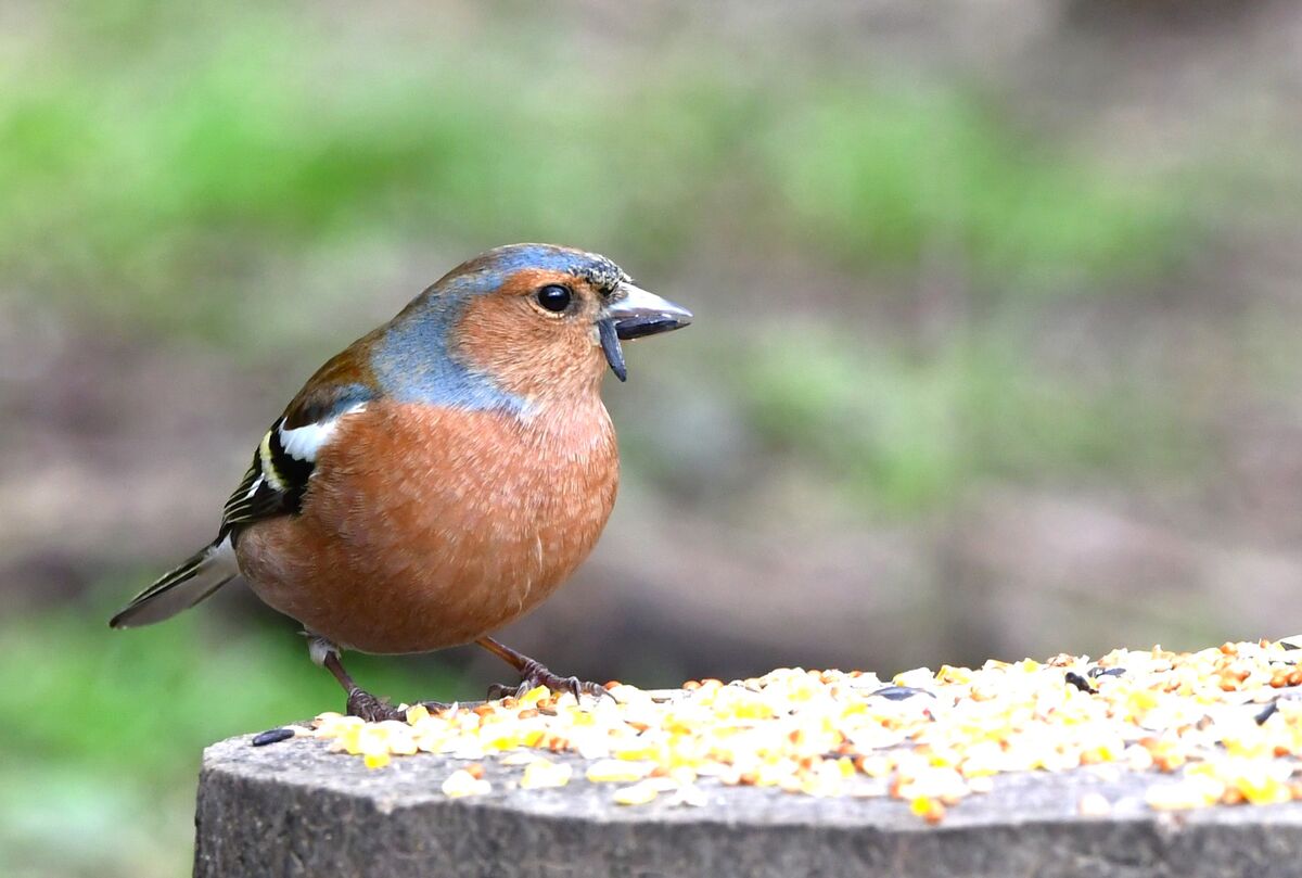Adult Male Chaffinch...