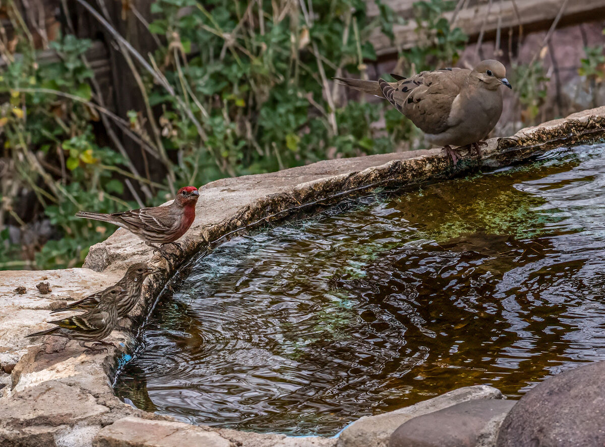 From right to left. Pine Siskins, House Finch, Mou...