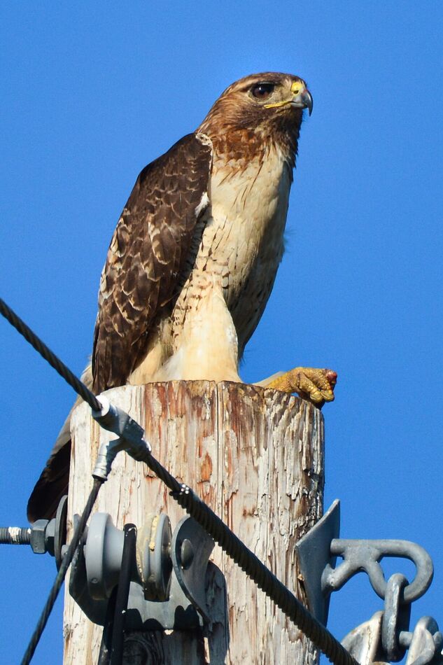 Hawk: What A Beauty, Just Doing His Thang :sm18: