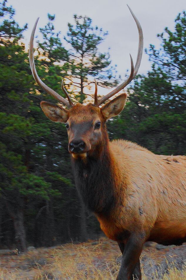 RMNP elk poked his head down almost into the windo...