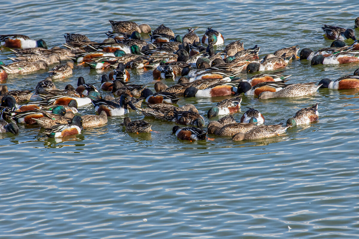 I've never seen Northern Shovelers act this way...