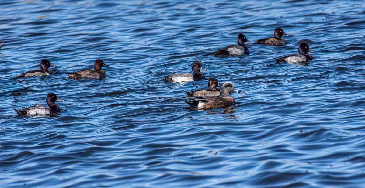 Lesser Scaup with a Redhead and an American Wigeon...