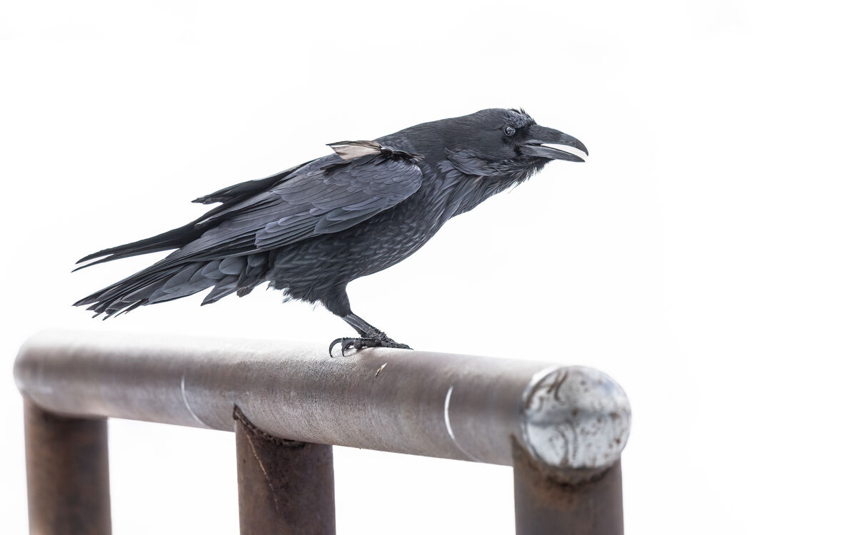 I love ravens!...