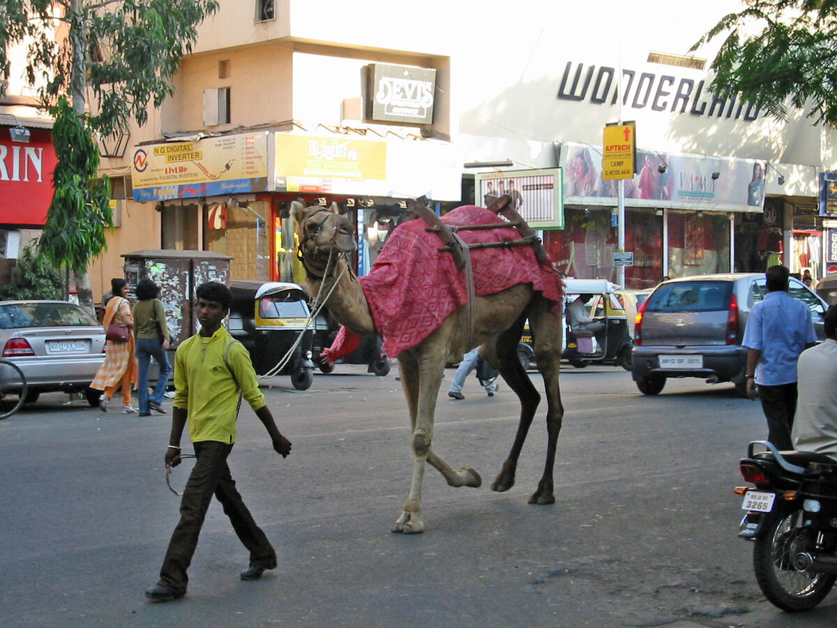 And here's a street scene, complete with a camel, ...